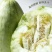 高石脆瓜