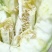 高石脆瓜