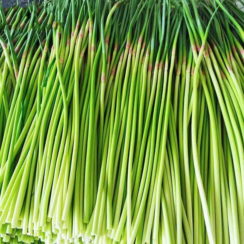 山东产地红毛蒜苔对接各大商超市场代发全国