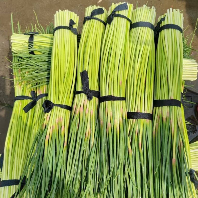 山东产地红毛蒜苔对接各大商超市场代发全国