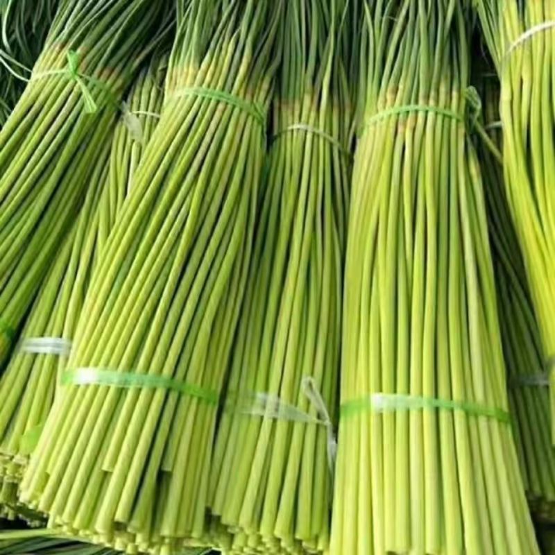 山东产地红毛蒜苔对接各大商超市场代发全国