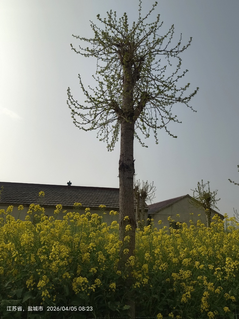 银杏树抽芽了