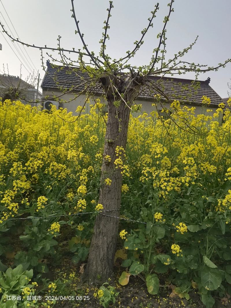 银杏树抽芽了