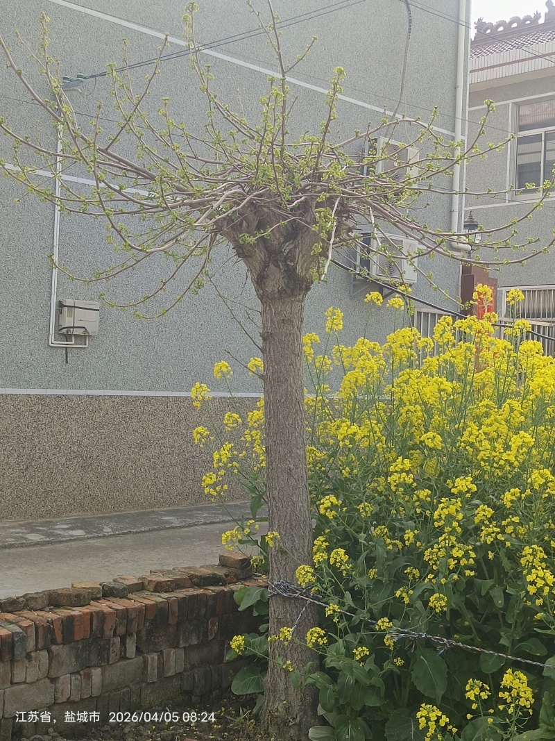 银杏树抽芽了