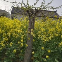 银杏树抽芽了