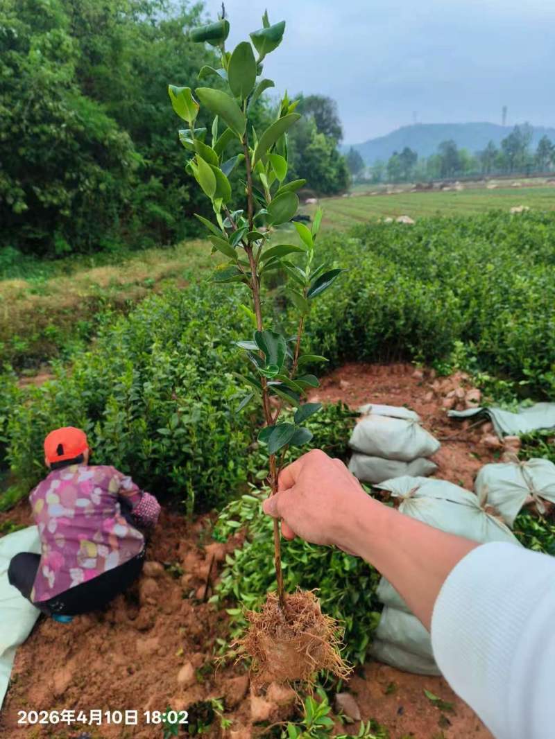湘林系.长林系列油茶裸根苗.杯苗基地直销手续齐全