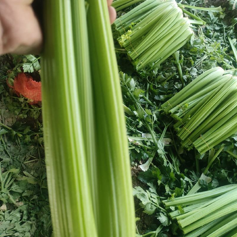 山东菏泽定陶黄店西芹大量现货有要的老板请联系我。