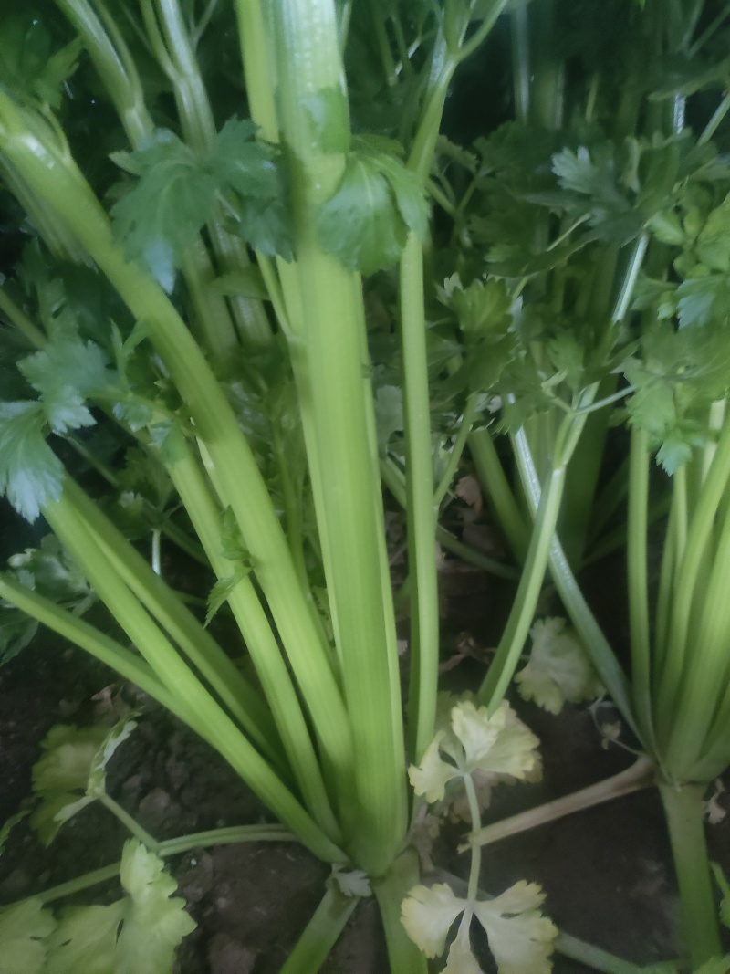 山东菏泽定陶黄店西芹大量现货有要的老板请联系我。