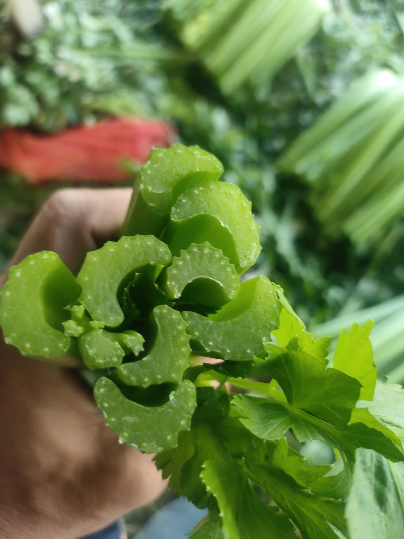 山东菏泽定陶黄店西芹大量现货有要的老板请联系我。