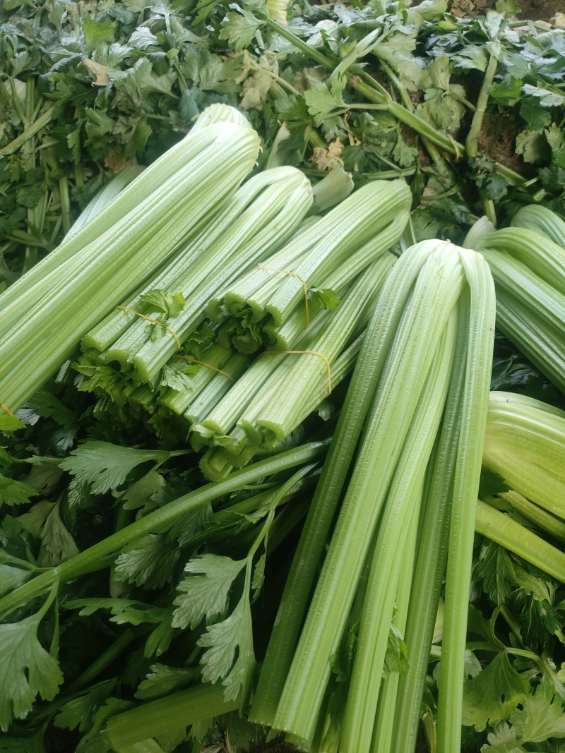 山东菏泽定陶黄店西芹大量现货有要的老板请联系我。