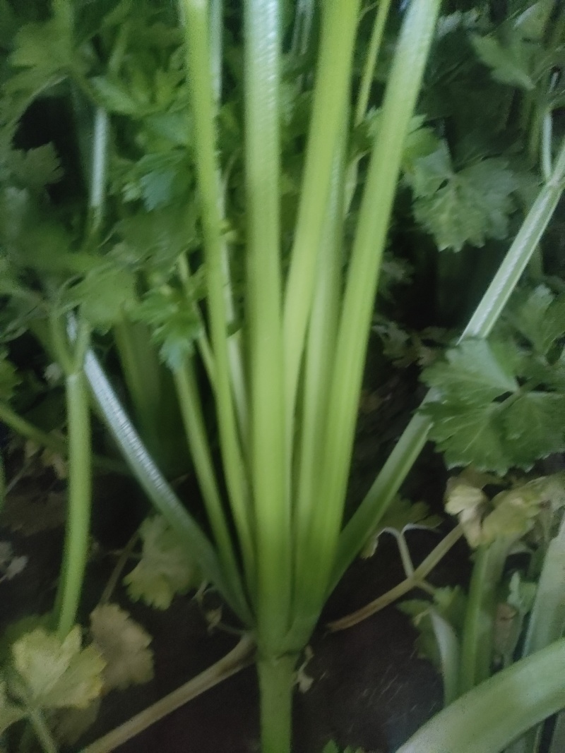 山东菏泽定陶黄店西芹大量现货有要的老板请联系我。