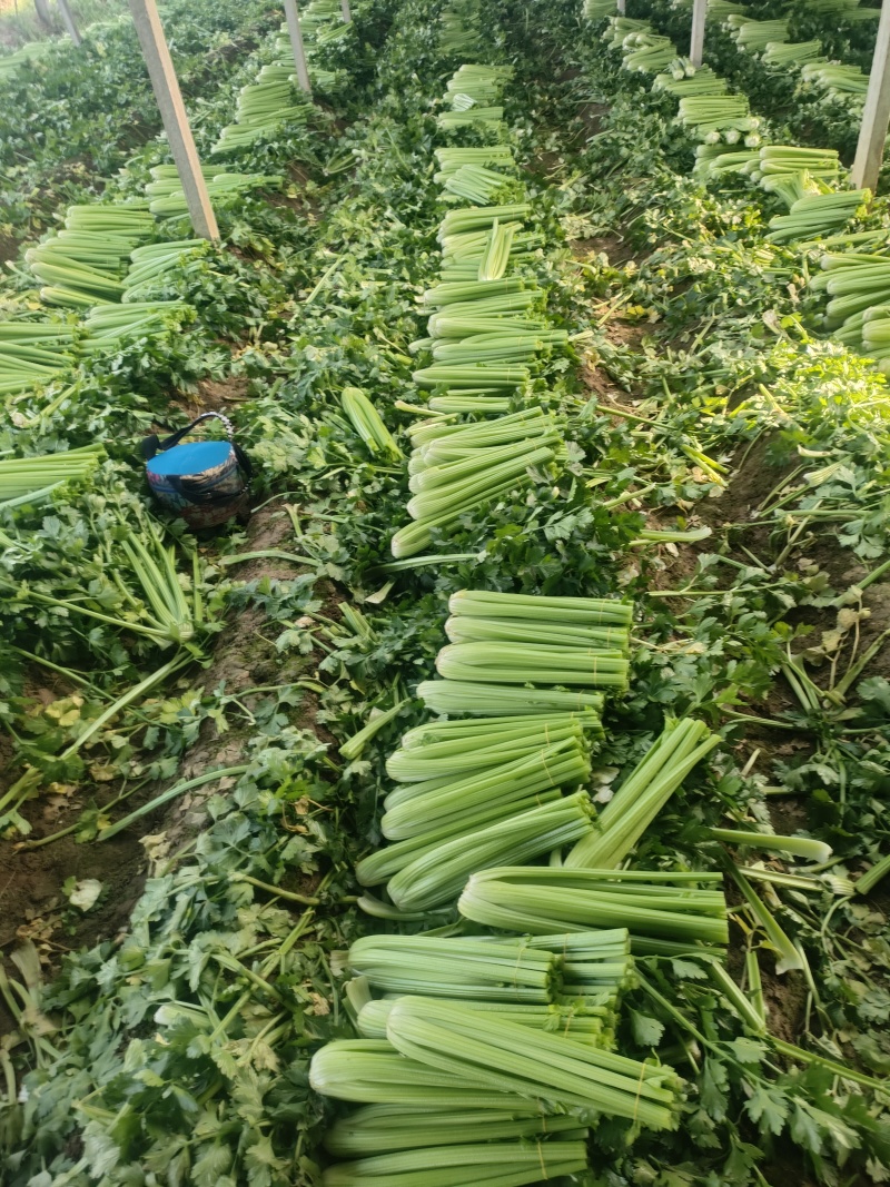 山东菏泽定陶黄店西芹大量现货有要的老板请联系我。