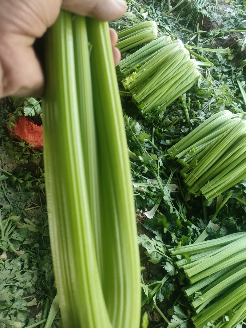 山东菏泽定陶黄店西芹大量现货有要的老板请联系我。