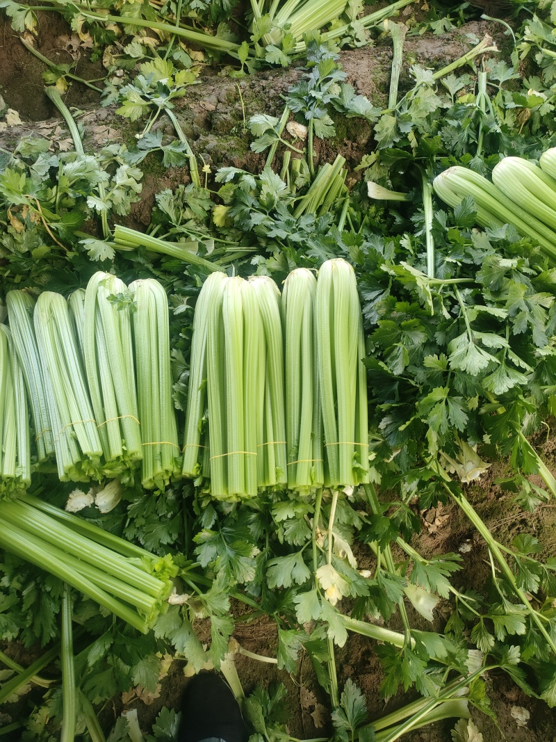 山东菏泽定陶黄店西芹大量现货有要的老板请联系我。
