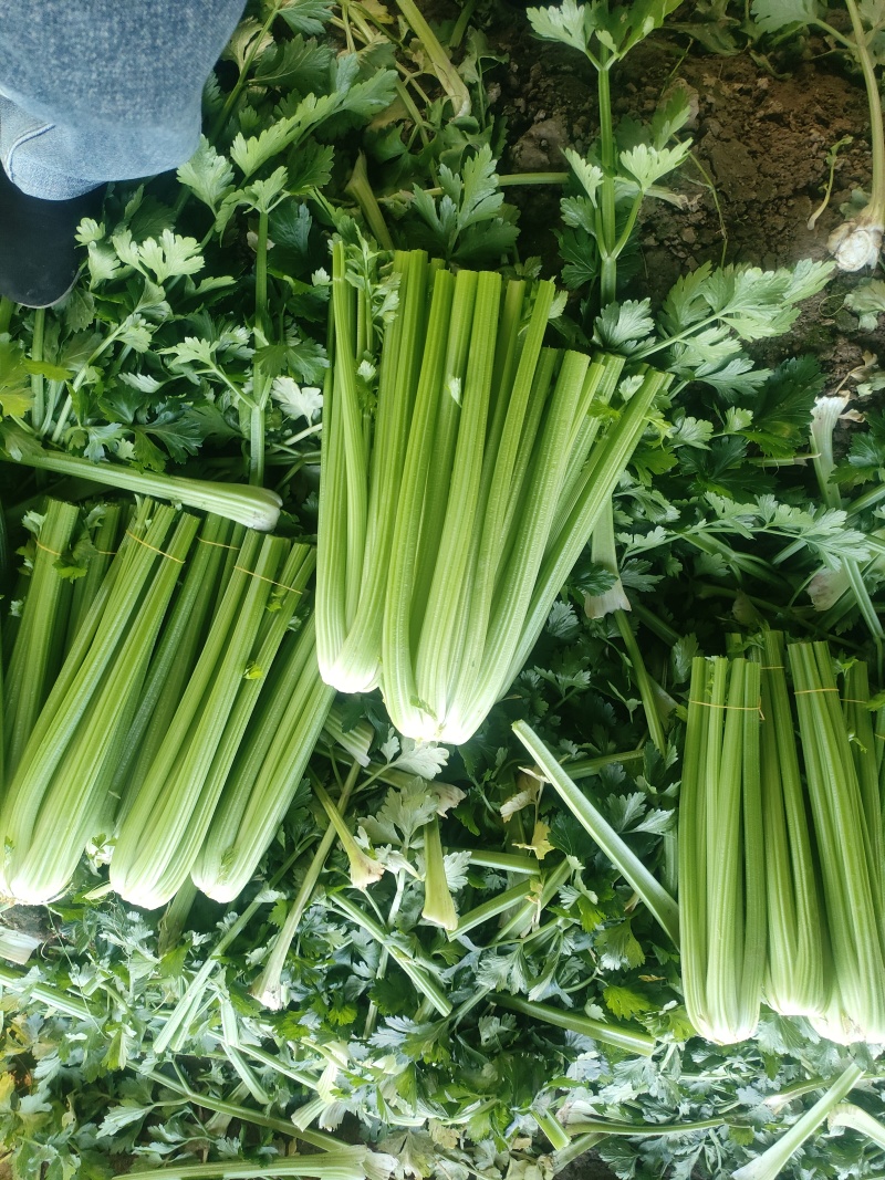 山东菏泽定陶黄店西芹大量现货有要的老板请联系我。