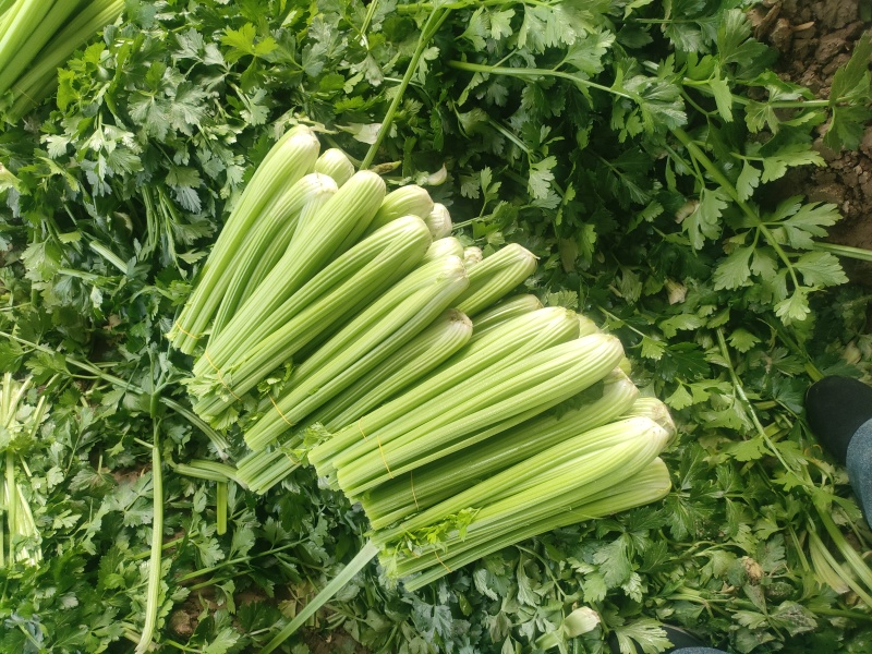 山东菏泽定陶黄店西芹大量现货有要的老板请联系我。