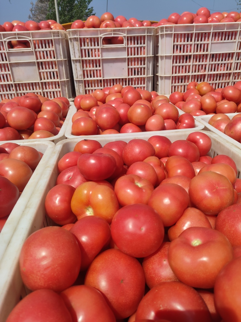 山东菏泽定陶黄店西红柿大量现货电商超市市场货都有。