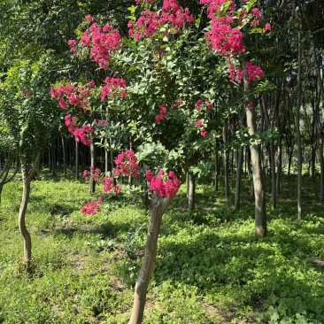 无籽小叶玫红紫薇花树