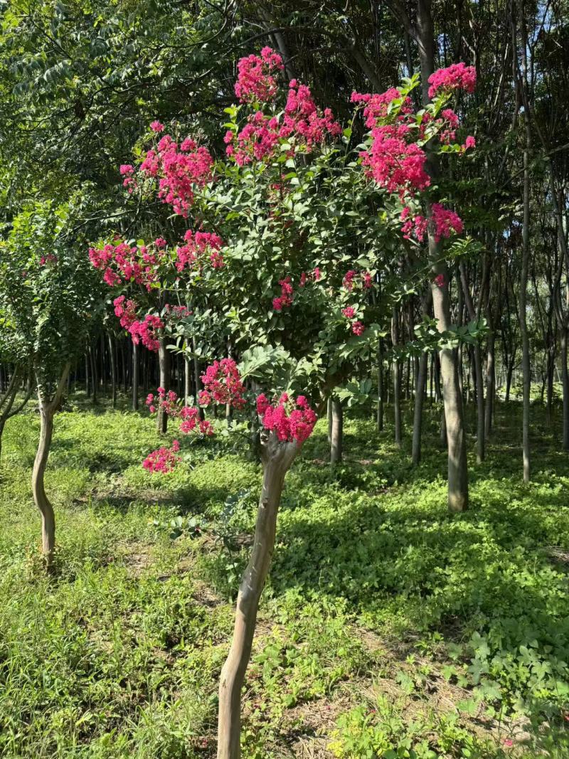 无籽小叶玫红紫薇花树