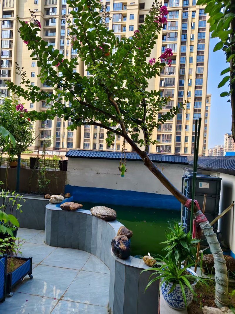 无籽小叶玫红紫薇花树