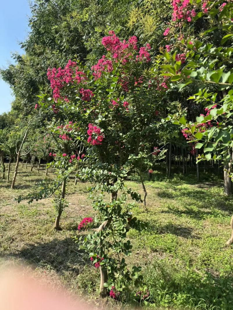 无籽小叶玫红紫薇花树