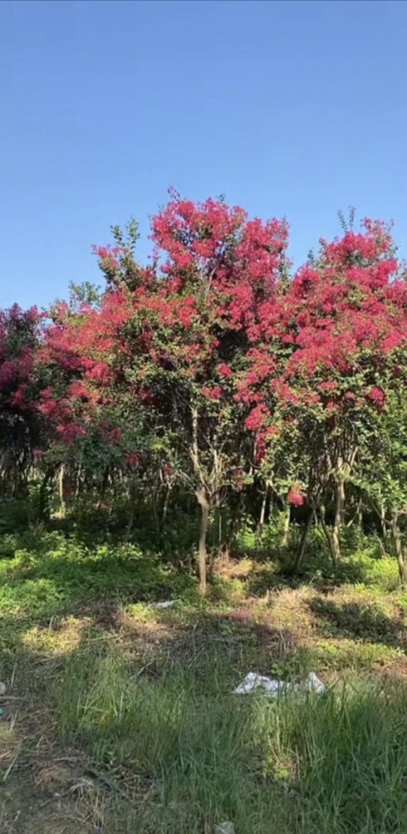 无籽小叶玫红紫薇花树
