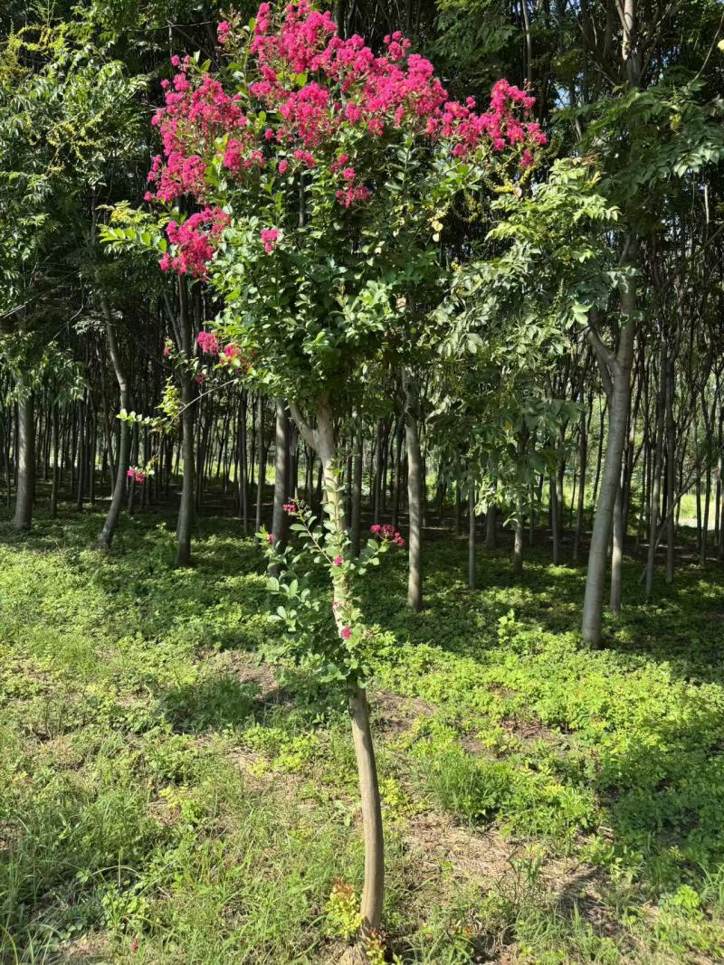 无籽小叶玫红紫薇花树