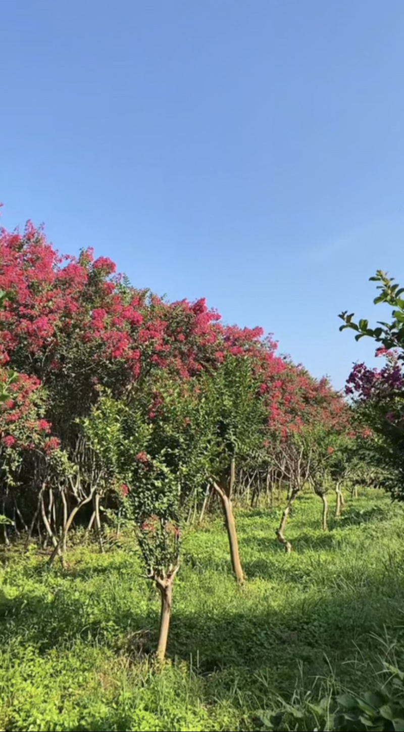 无籽小叶玫红紫薇花树