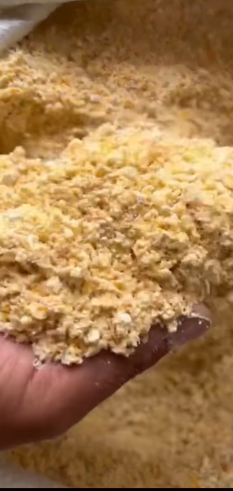 养殖玉米面，鸡鸭鹅牛羊猪适口性好营养高含胚芽代替玉米