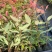【坏苗包赔】精品桉树苗广9按树苗免费提供种植技术欢迎下单