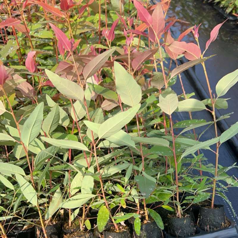 【坏苗包赔】精品桉树苗广9按树苗免费提供种植技术欢迎下单