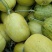 花蕾花美人系列甜瓜商超电商市场批发，赶集零售大量有货