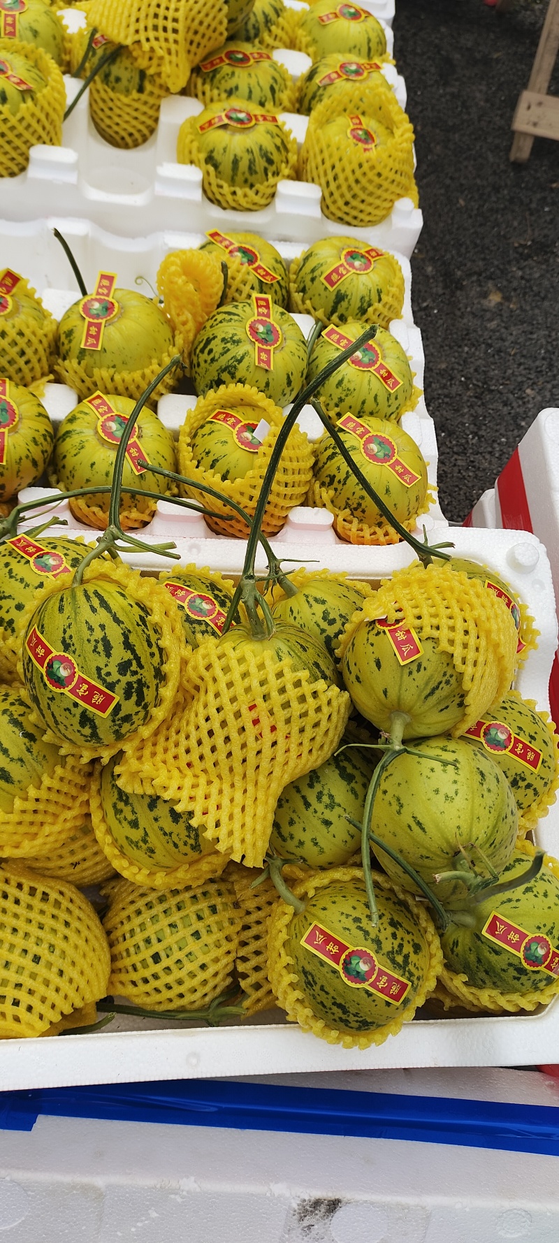 花蕾花美人系列甜瓜商超电商市场批发，赶集零售大量有货