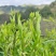 湘西高山云雾茶（绿茶，红茶）