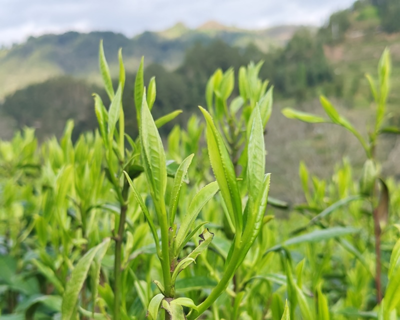 湘西高山云雾茶（绿茶，红茶）
