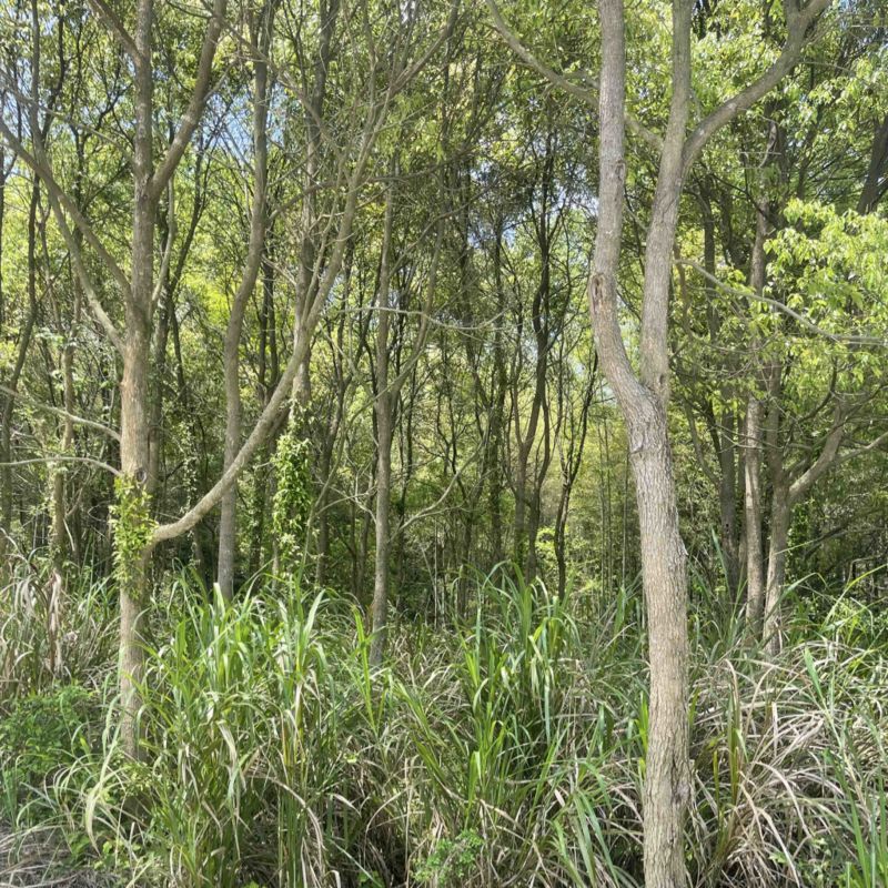 15-20公分樟树300棵