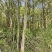 15-20公分樟树300棵