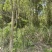 15-20公分樟树300棵