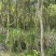 15-20公分樟树300棵