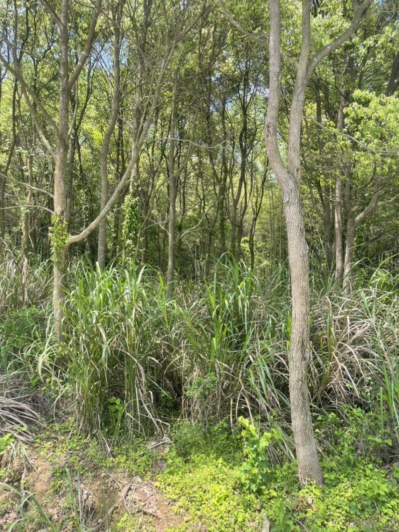 15-20公分樟树300棵