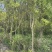 15-20公分樟树300棵