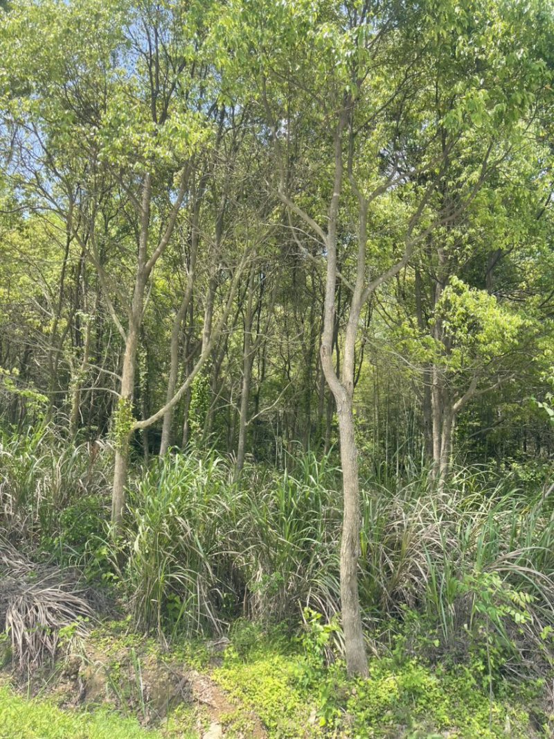 15-20公分樟树300棵