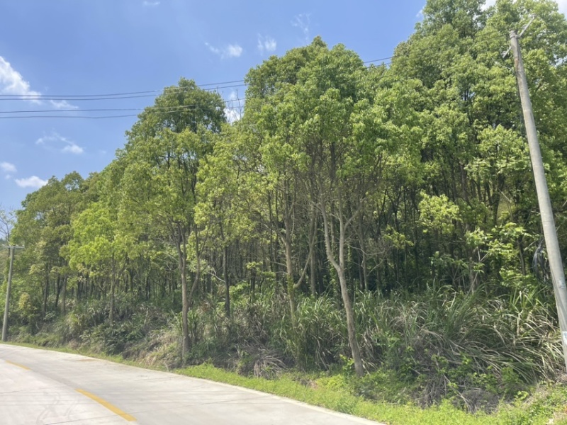 15-20公分樟树300棵