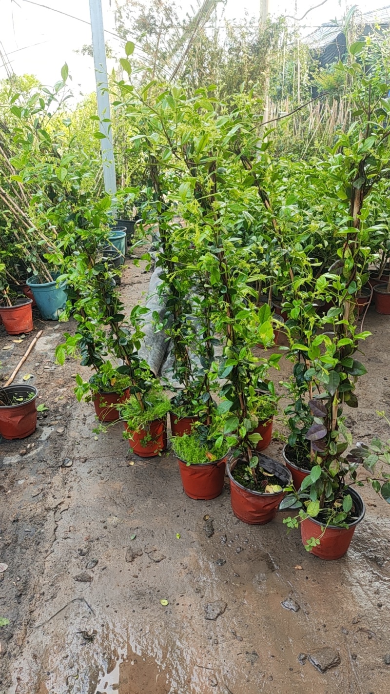 风车茉莉爬藤植物浓香型盆栽大苗耐寒拱门阳台
