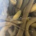 黄鳝鳝鱼