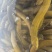 黄鳝鳝鱼