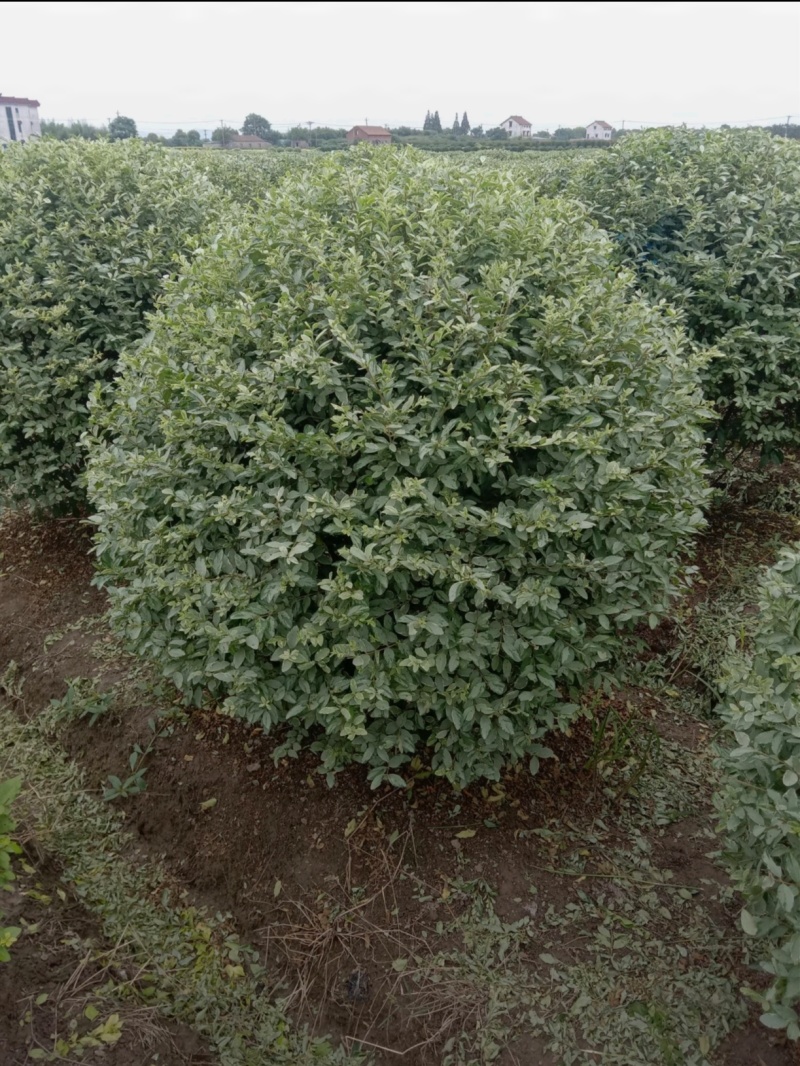 冠幅150厘米银基小腊球