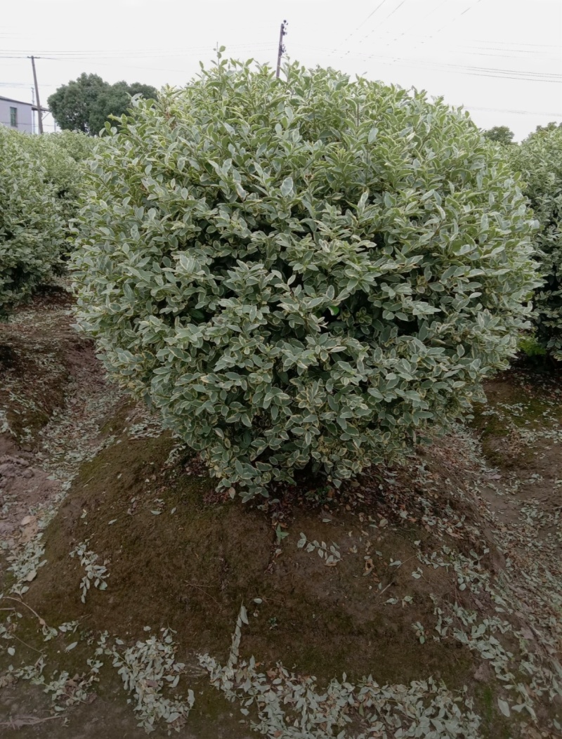 冠幅150厘米银基小腊球