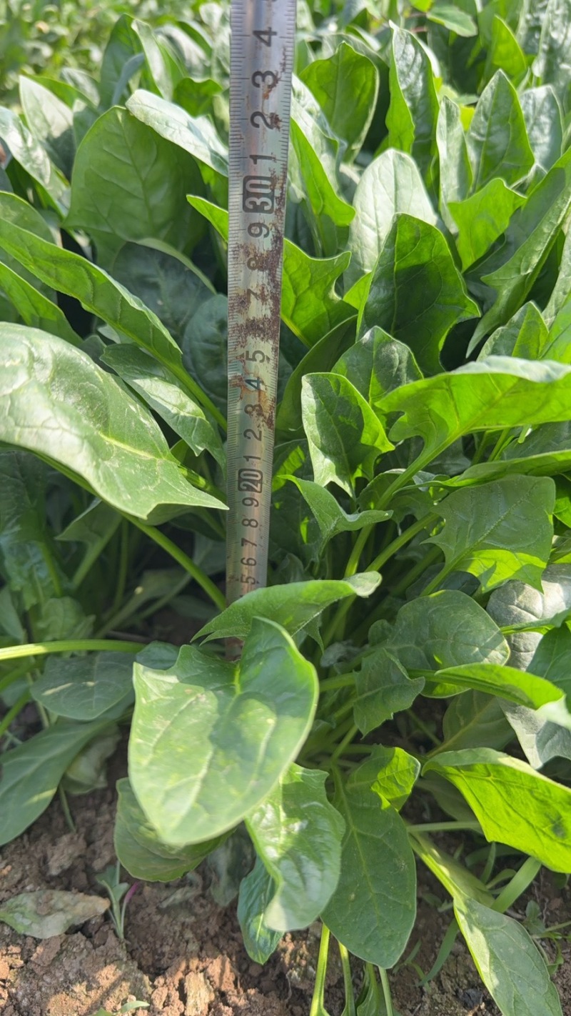 产地直供新鲜菠菜大量批发现割现发