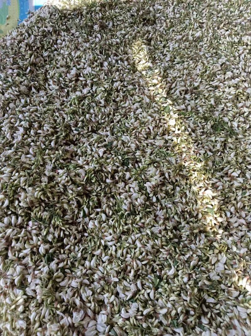 大自然的馈赠，洋槐花，纯野生天然，槐花香满天